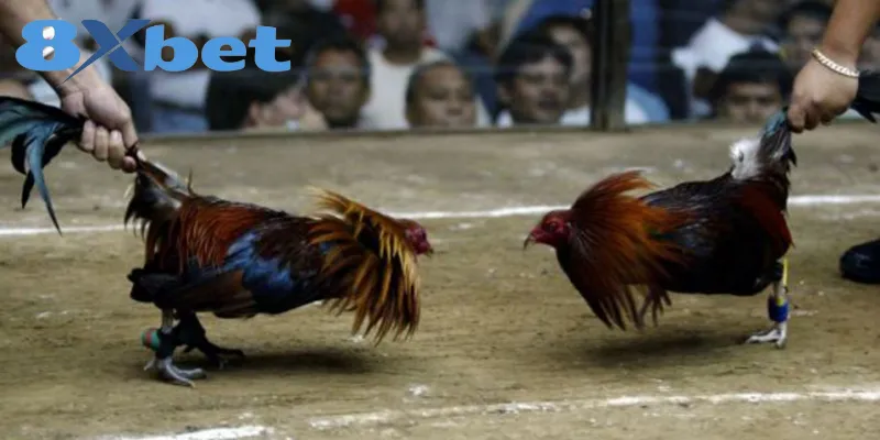 Lợi ích và rủi ro khi hội viên tham gia đá gà online